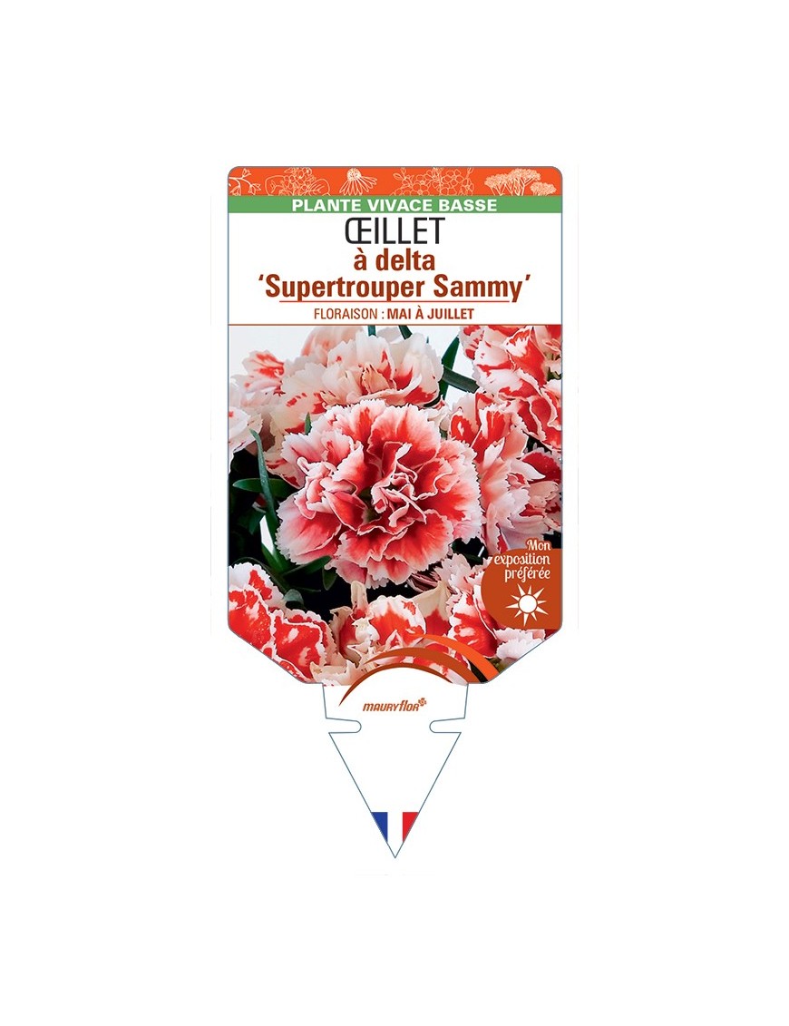 DIANTHUS deltoides Supertrouper Sammy voir Œillet à delta