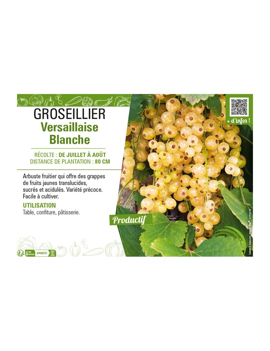 GROSEILLIER (À GRAPPES) VERSAILLAISE BLANCHE