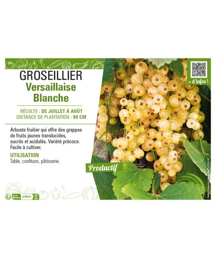 GROSEILLIER (À GRAPPES) VERSAILLAISE BLANCHE