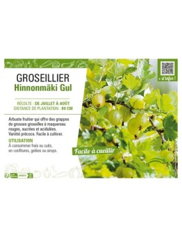 GROSEILLIER (À MAQUEREAU) HINNONMÄKI GUL
