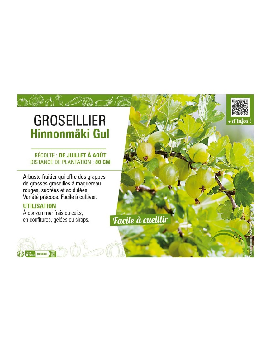 GROSEILLIER (À MAQUEREAU) HINNONMÄKI GUL