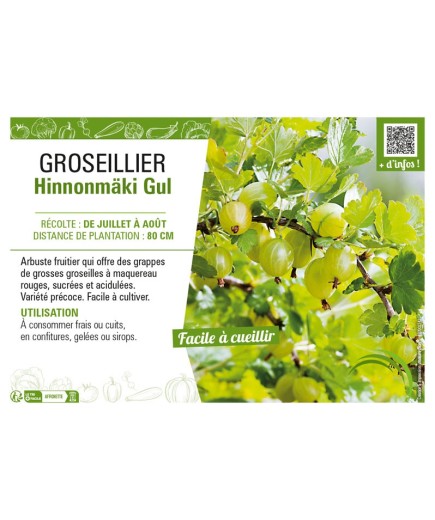 GROSEILLIER (À MAQUEREAU) HINNONMÄKI GUL