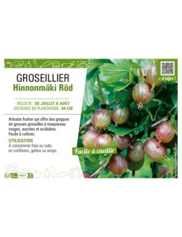 GROSEILLIER (À MAQUEREAU) HINNONMÄKI RÖD
