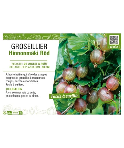 GROSEILLIER (À MAQUEREAU) HINNONMÄKI RÖD
