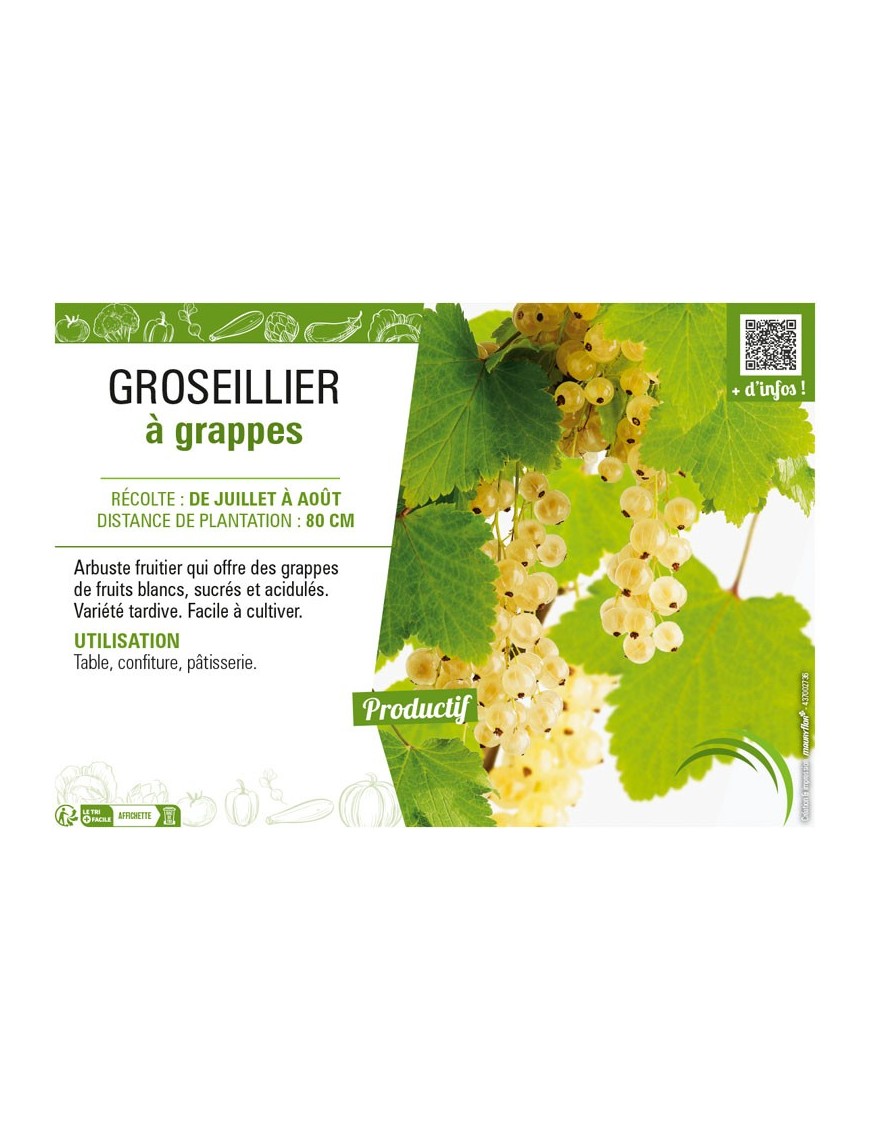 GROSEILLIER À GRAPPES (blanc)