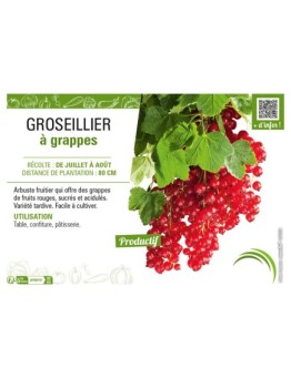 GROSEILLIER À GRAPPES (rouge)