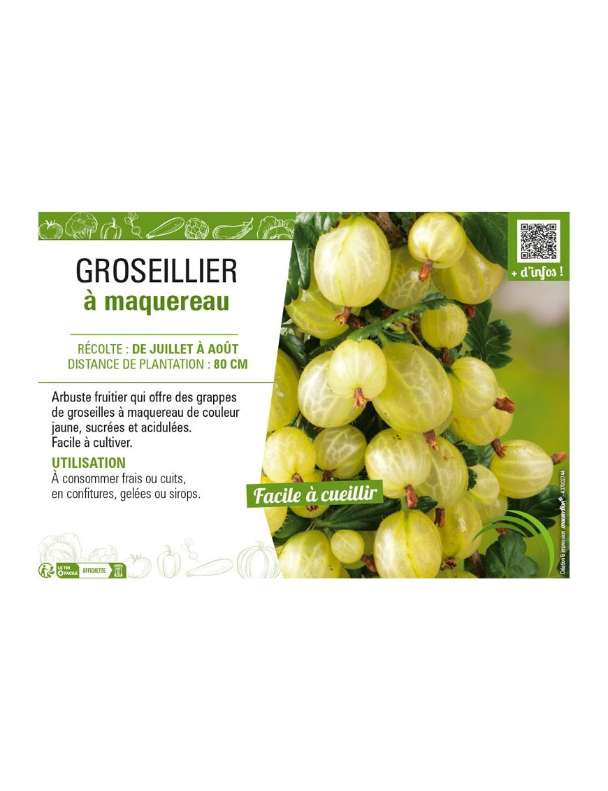 GROSEILLIER À MAQUEREAU (jaune)