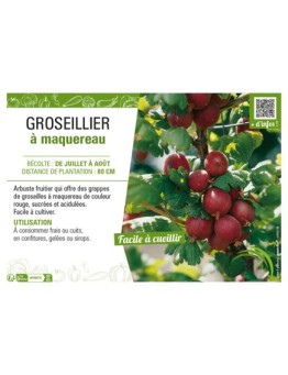 GROSEILLIER À MAQUEREAU (rouge)