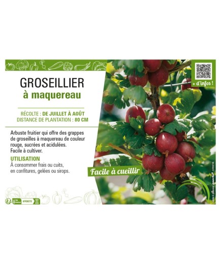 GROSEILLIER À MAQUEREAU (rouge)