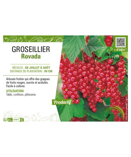 GROSEILLIER ROVADA