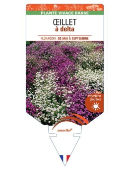 DIANTHUS deltoides voir Œillet à delta (varié)