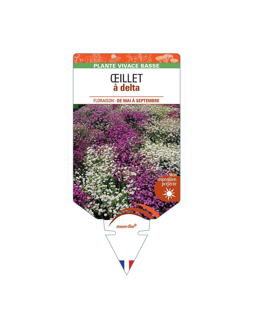 DIANTHUS deltoides voir Œillet à delta (varié)