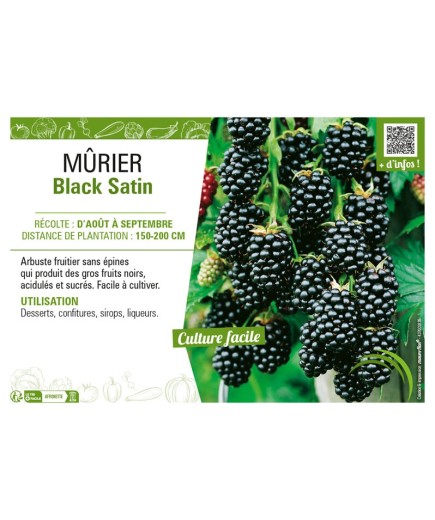 MÛRIER BLACK SATIN