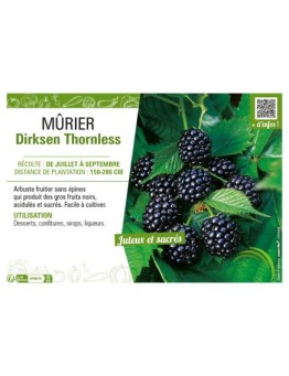 MûRIER DIRKSEN THORNLESS