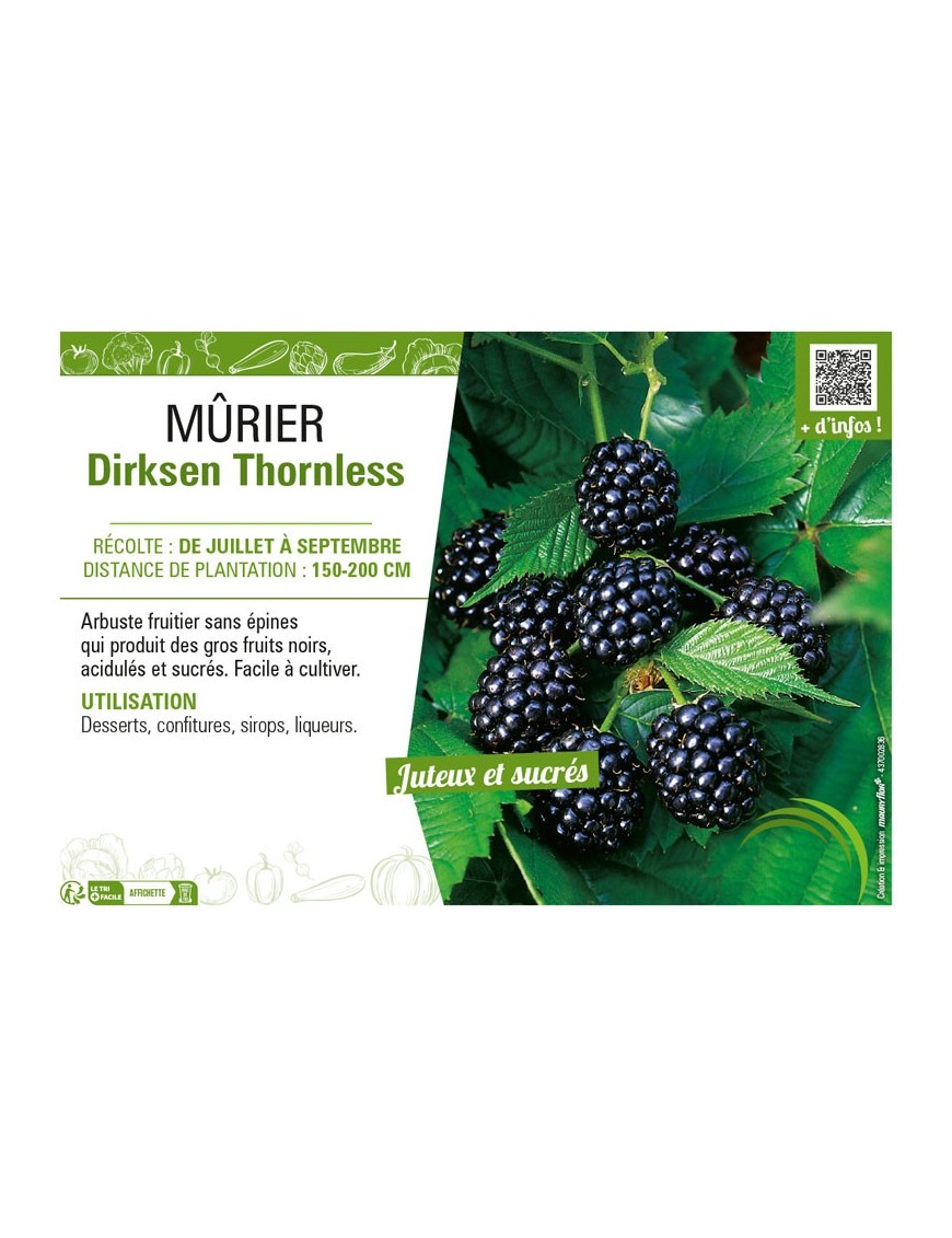 MûRIER DIRKSEN THORNLESS