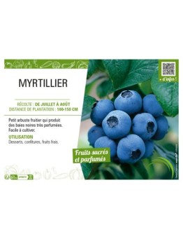 MYRTILLIER