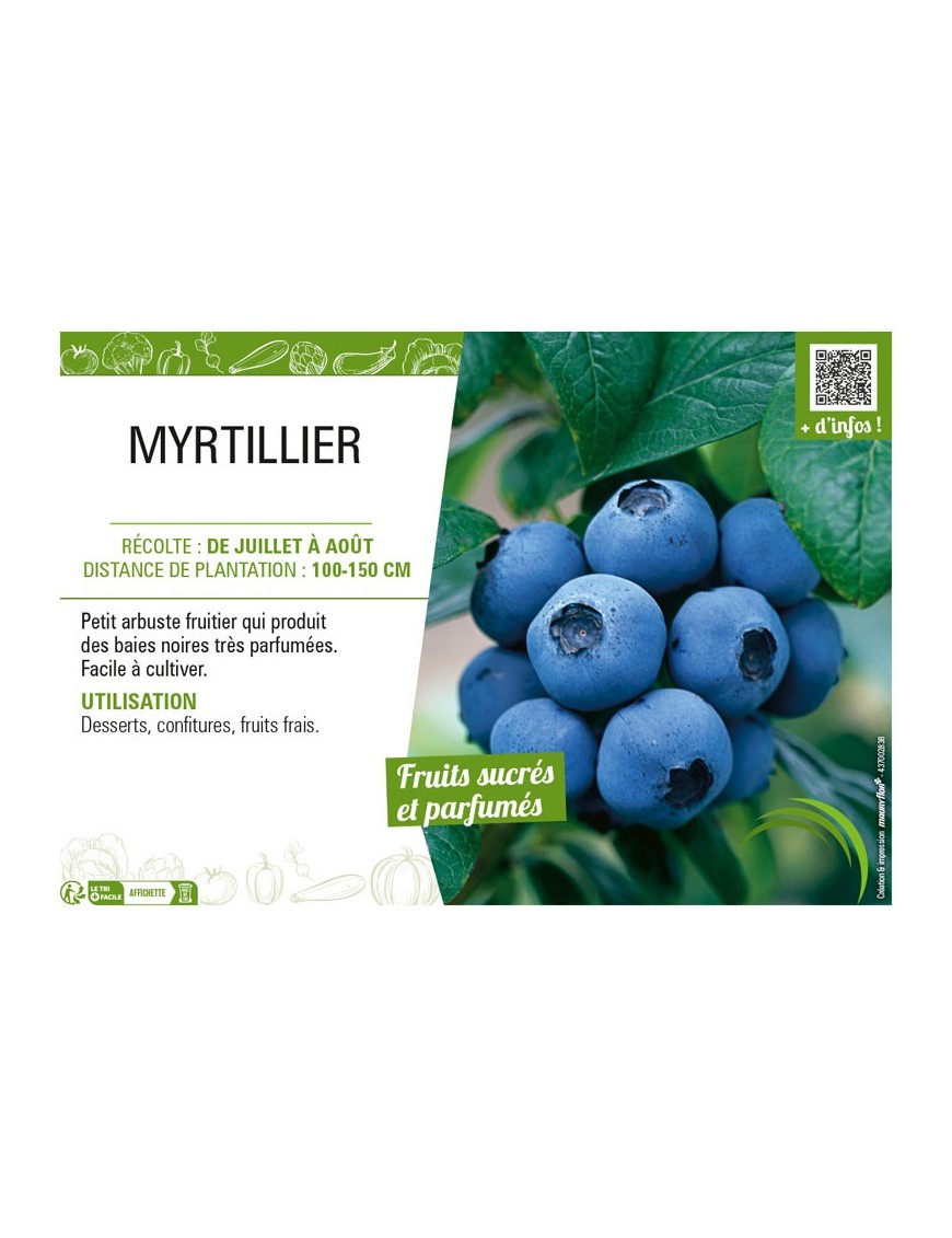 MYRTILLIER