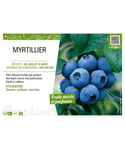 MYRTILLIER