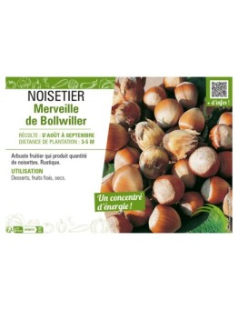 NOISETIER MERVEILLE DE BOLLWILLER