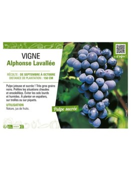 VIGNE ALPHONSE LAVALLÉE