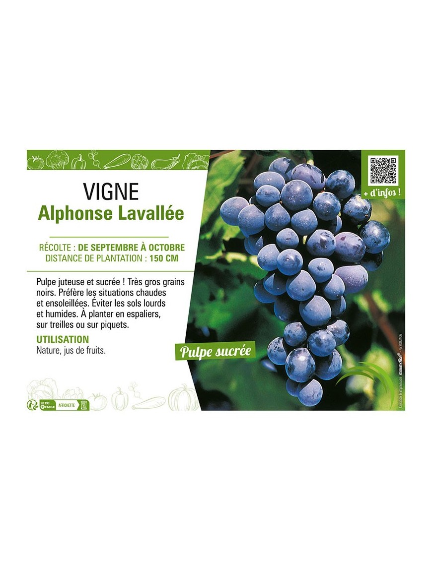 VIGNE ALPHONSE LAVALLÉE