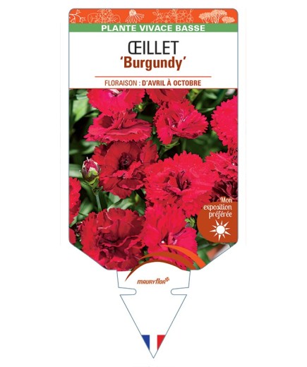DIANTHUS diantica Burgundy voir Œillet