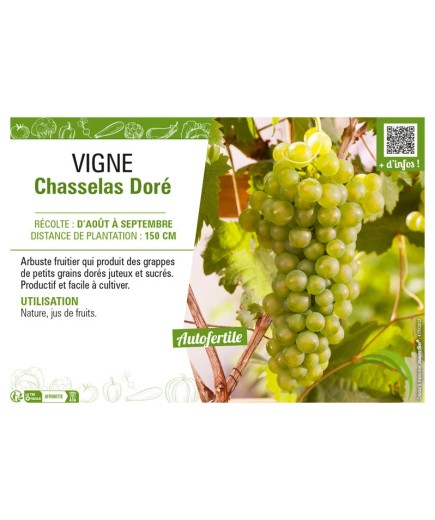 VIGNE CHASSELAS DORÉ