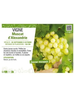 VIGNE MUSCAT D'ALEXANDRIE