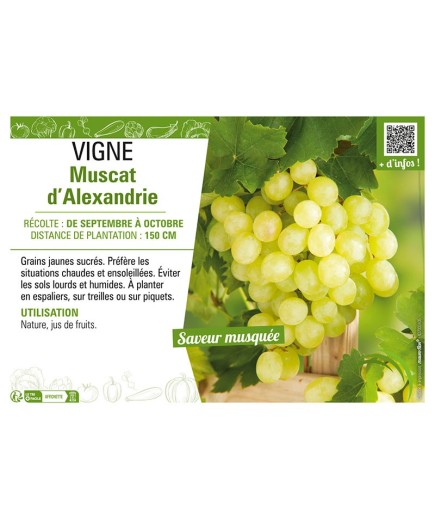 VIGNE MUSCAT D'ALEXANDRIE