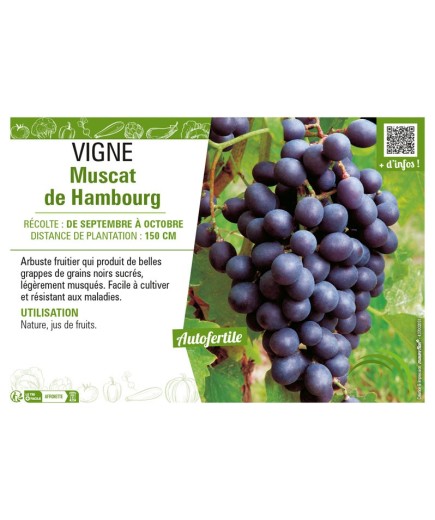 VIGNE MUSCAT DE HAMBOURG