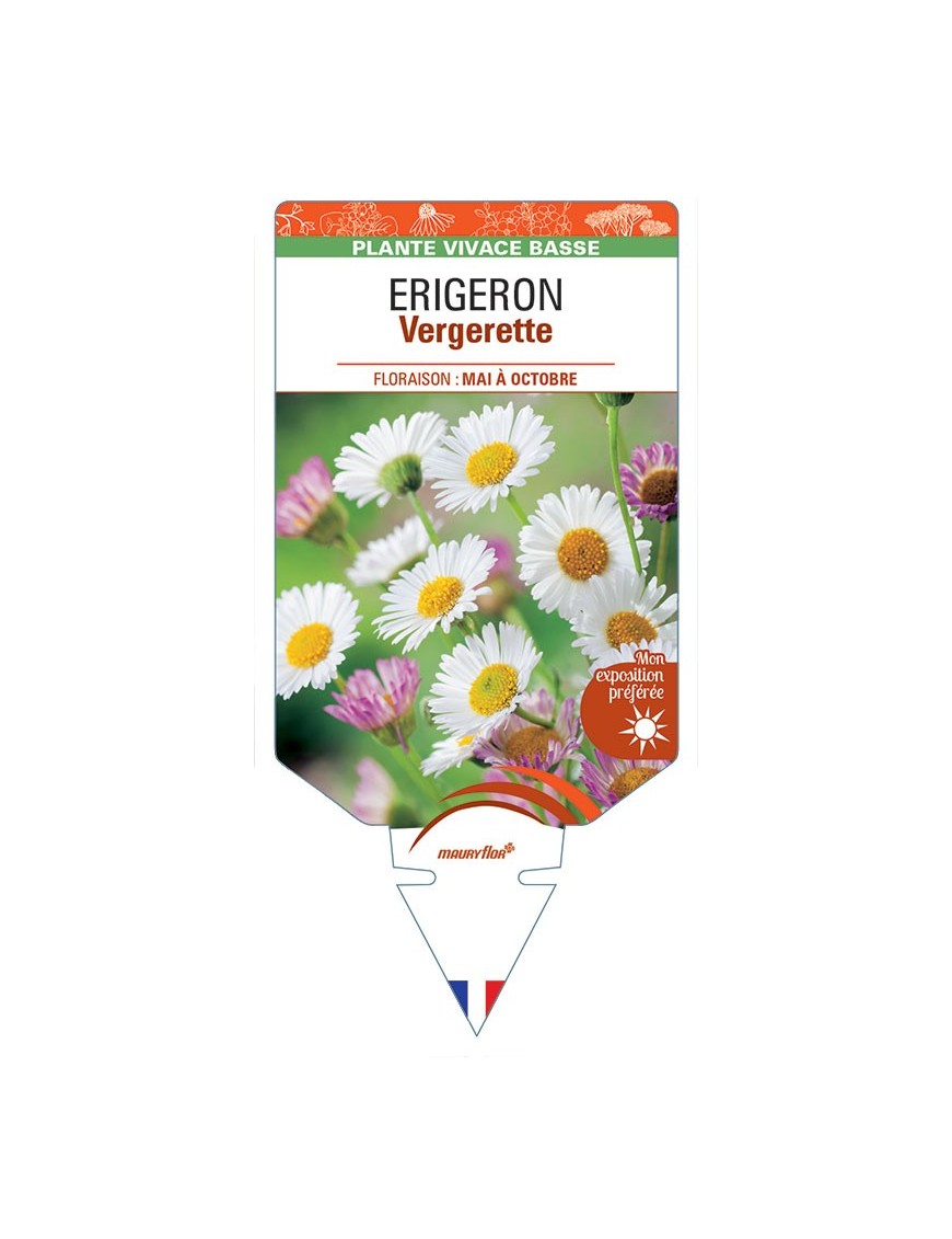 ERIGERON (karvinskianus) Vergerette (blanc)