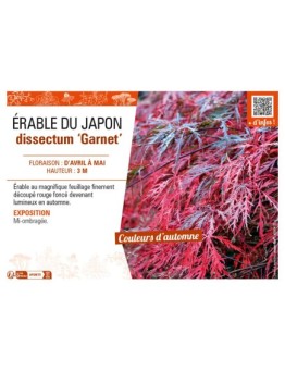 ACER DISSECTUM GARNET voir ÉRABLE DU JAPON