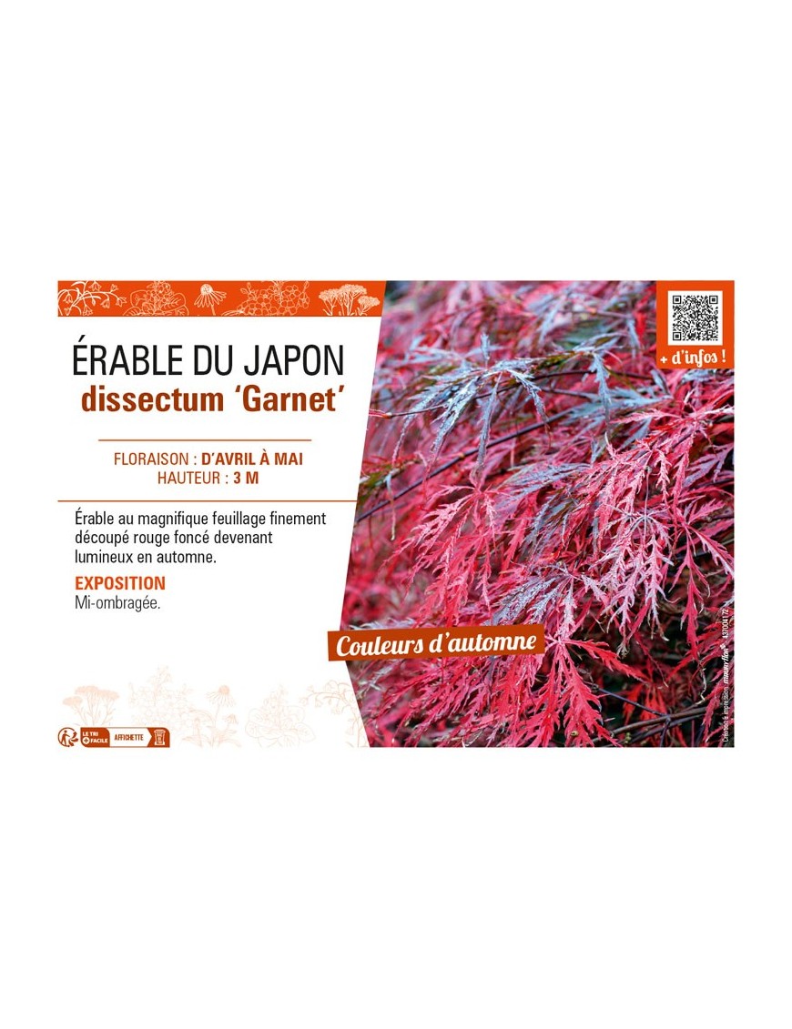 ACER DISSECTUM GARNET voir ÉRABLE DU JAPON