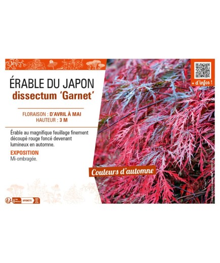 ACER DISSECTUM GARNET voir ÉRABLE DU JAPON