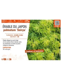 ACER PALMATUM SEIRYU voir ÉRABLE DU JAPON