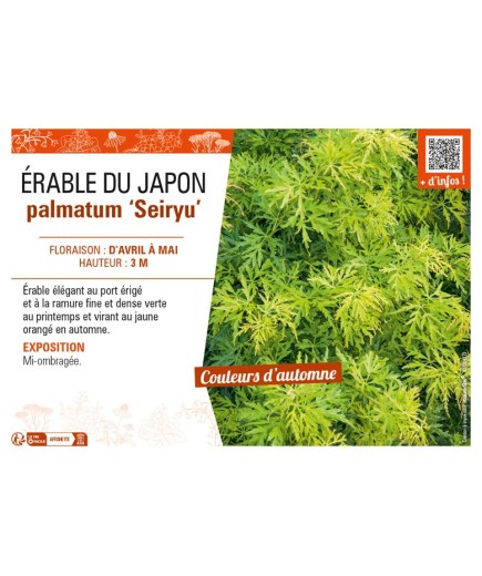 ACER PALMATUM SEIRYU voir ÉRABLE DU JAPON