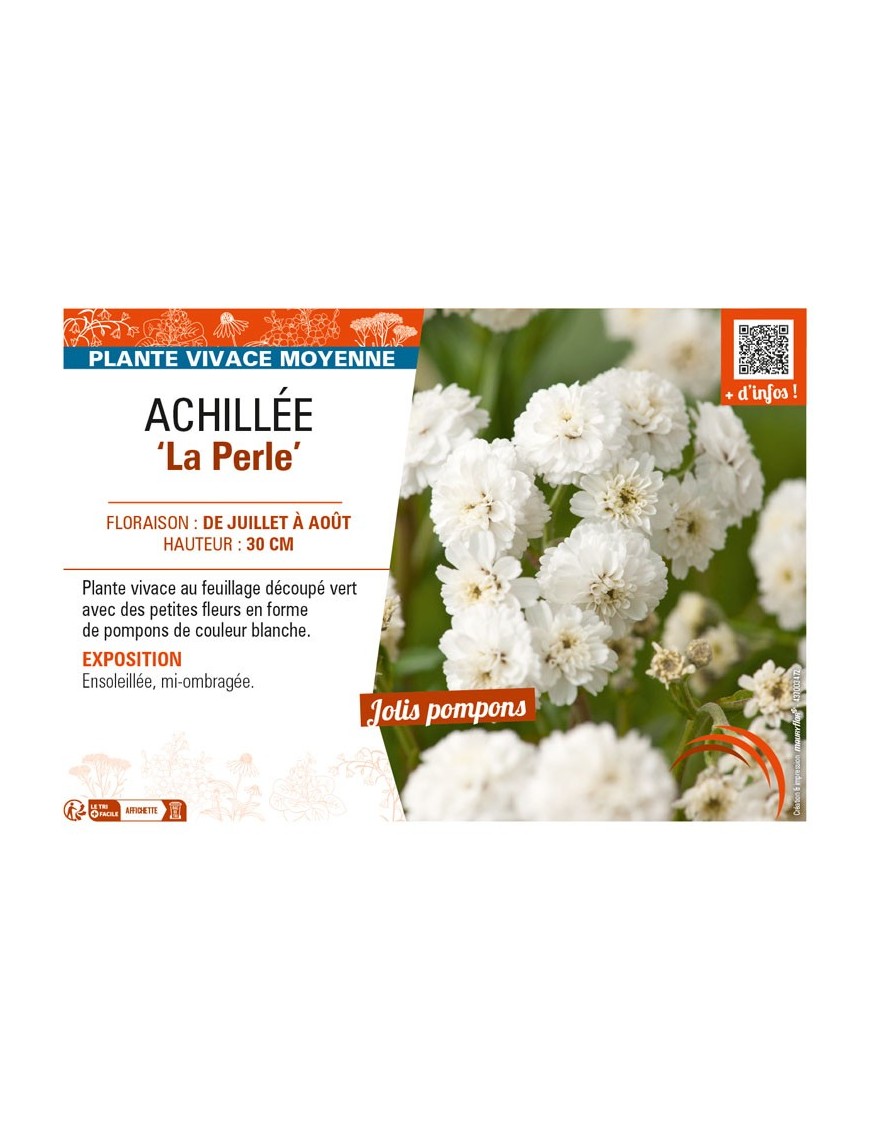 ACHILLEA (ptarmica) La Perle