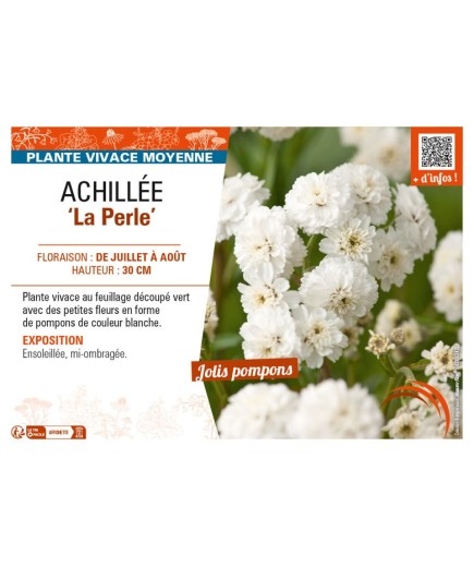 ACHILLEA (ptarmica) La Perle