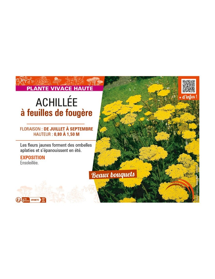 ACHILLEA filipendulina voir ACHILLÉE à feuilles de fougère