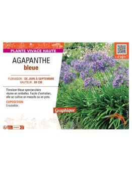 AGAPANTHUS BLEUE
