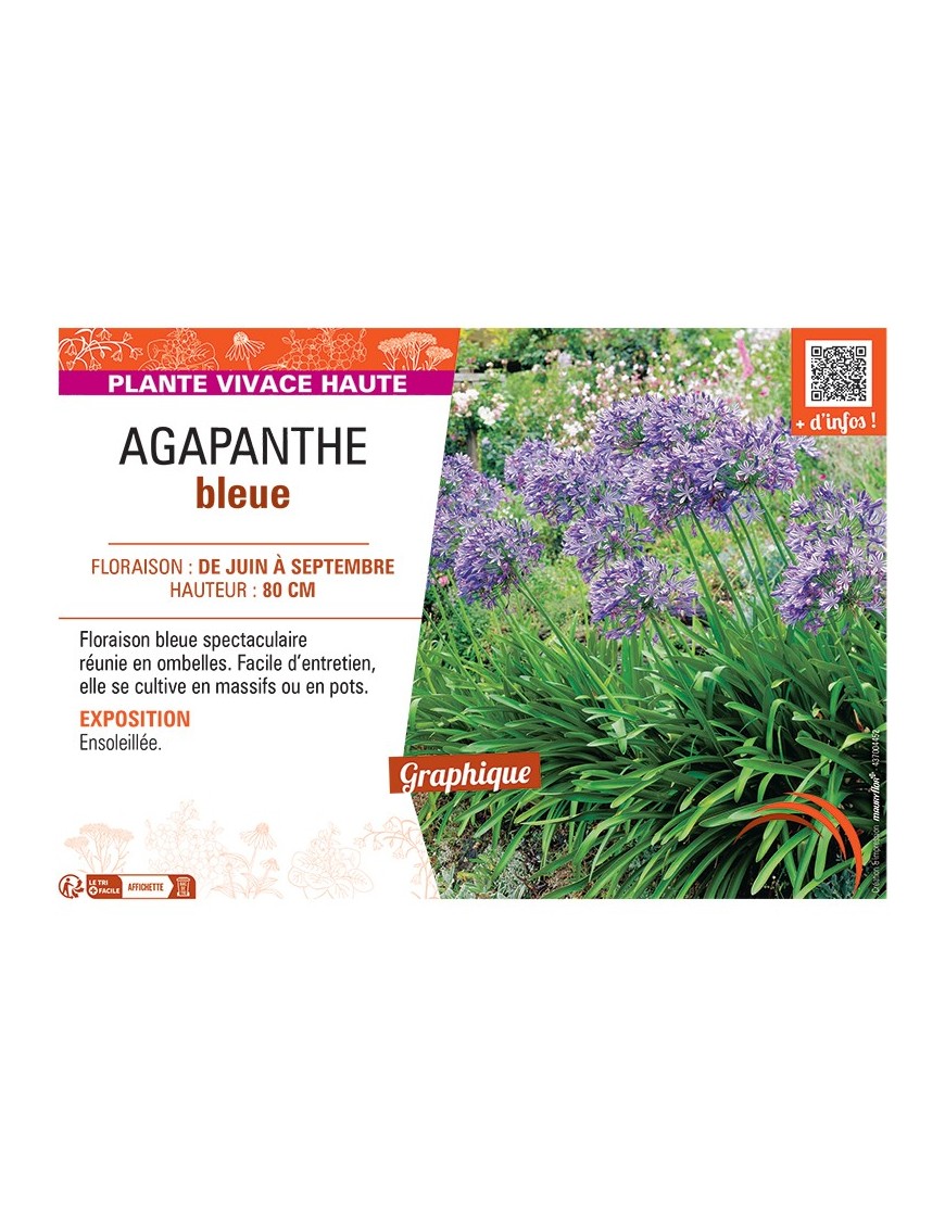 AGAPANTHUS BLEUE
