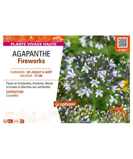 AGAPANTHUS FIREWORKS