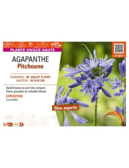AGAPANTHUS PITCHOUNE