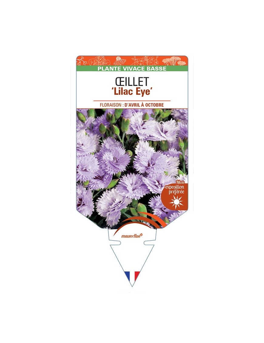 DIANTHUS diantica Lilac Eye voir Œillet