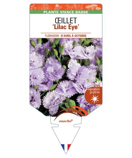 DIANTHUS diantica Lilac Eye voir Œillet