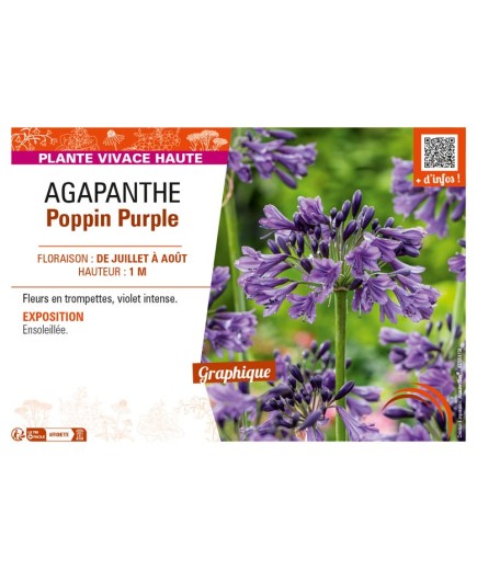 AGAPANTHUS POPPIN PURPLE
