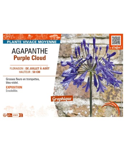 AGAPANTHUS PURPLE CLOUD