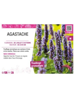 AGASTACHE