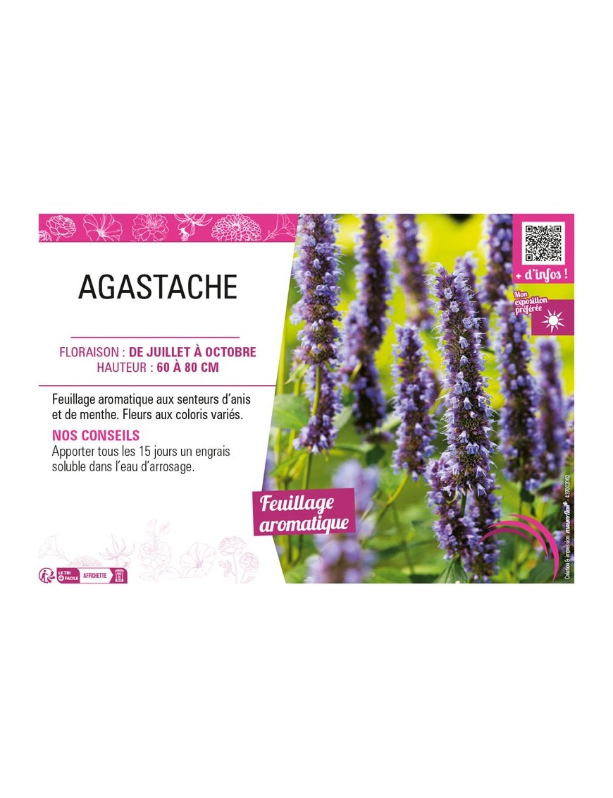 AGASTACHE