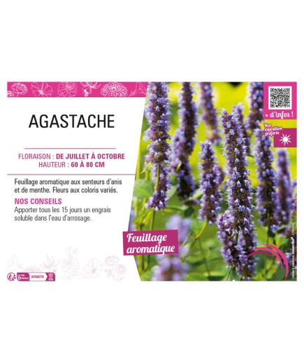 AGASTACHE